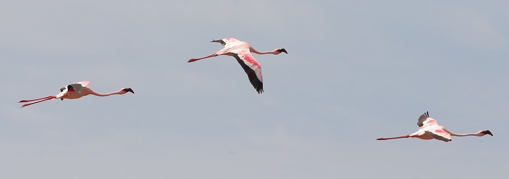 J17_0303 Greater Flamingos.JPG